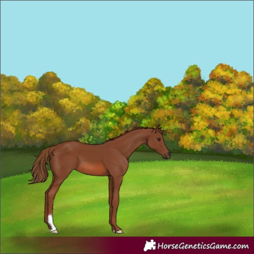 Horse Color:Chestnut 