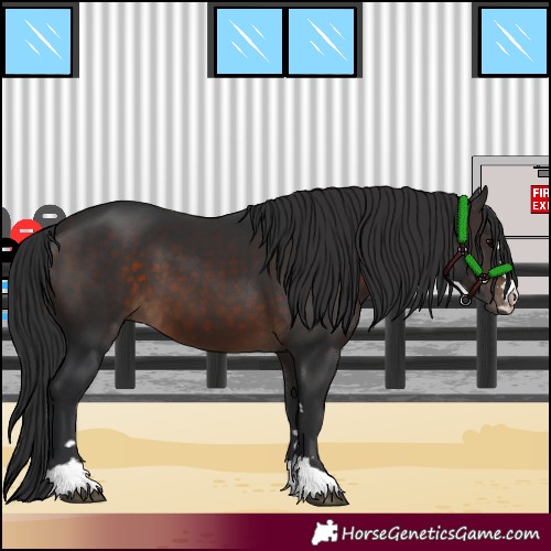 Horse Color:Brown 