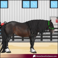 Horse Color:Brown 