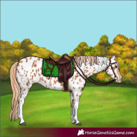 Horse Color:Chestnut Tobiano Appaloosa 