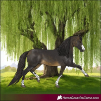 Horse Color:Buckskin 