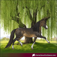 Horse Color:Buckskin 