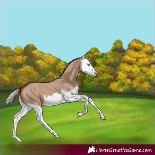 Horse Color:Red Dun Roan Splash 