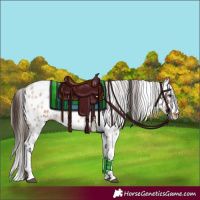 Horse Color:Bay Roan Tobiano Appaloosa