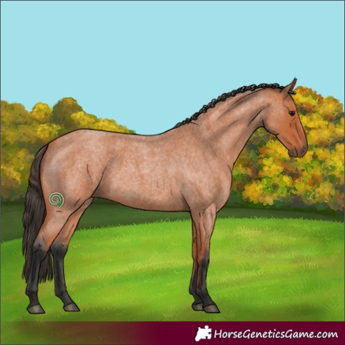 Horse Color:Bay Roan 