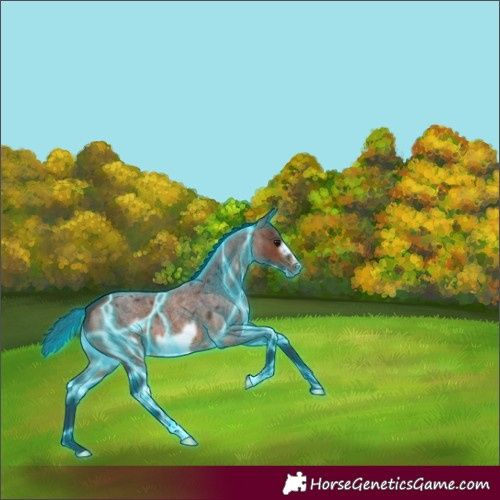 Horse Color:Thunderstruck Brown Roan Frame