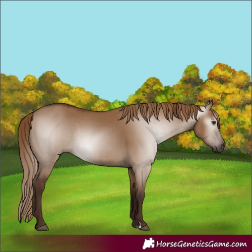 Horse Color:Gray Red Dun Rabicano 