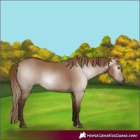 Horse Color:Gray Red Dun Rabicano 