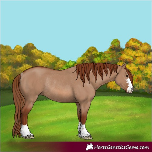 Horse Color:Red Dun Rabicano