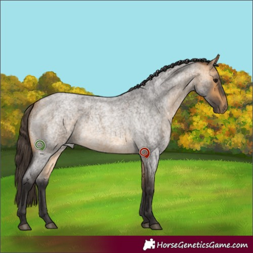 Horse Color:Buckskin Roan Rabicano 