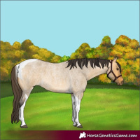 Horse Color:Buckskin Roan Dun Tobiano