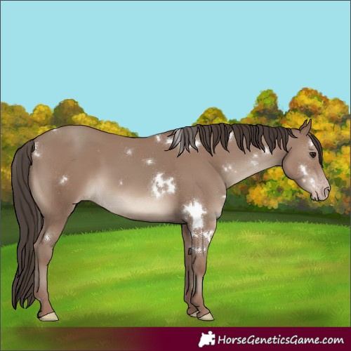 Horse Color:White Spotted Classic Champagne Rabicano