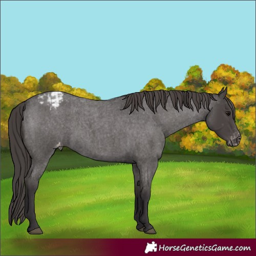 Horse Color:Smoky Blue Roan Appaloosa