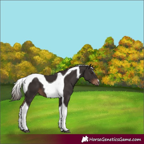 Horse Color:Liver Chestnut Tobiano