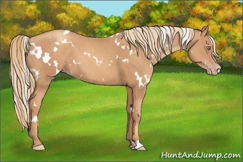 Horse Color:White Spotted Gold Champagne 