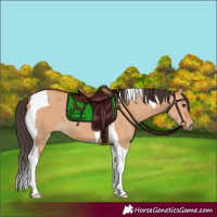 Horse Color:Bay Dun Tobiano 
