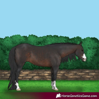 Horse Color:Brown 