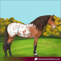 Horse Color:Unknown 