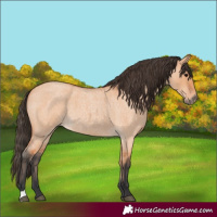 Horse Color:Unknown 