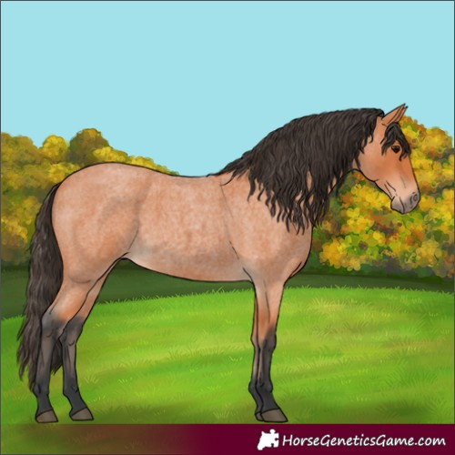 Horse Color:Unknown 