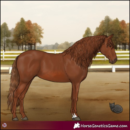 Horse Color:Chestnut 