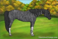 Horse Color:Black  and Blue Roan 