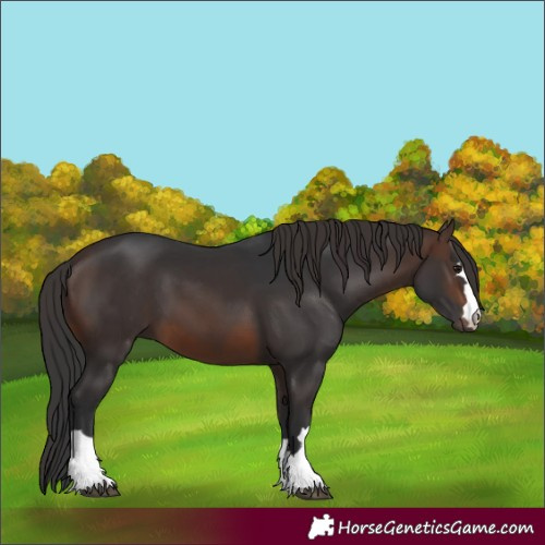 Horse Color:Brown 