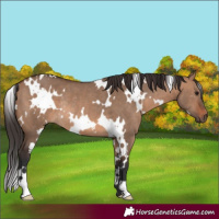 Horse Color:White Spotted Brown Dun Rabicano 