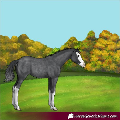 Horse Color:Blue Roan Splash Rabicano