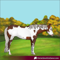 Horse Color:Silver Bay Frame