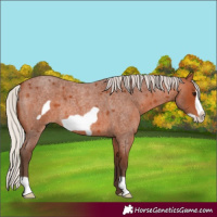 Horse Color:Silver Bay Roan Frame 