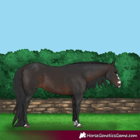 Horse Color:Brown 