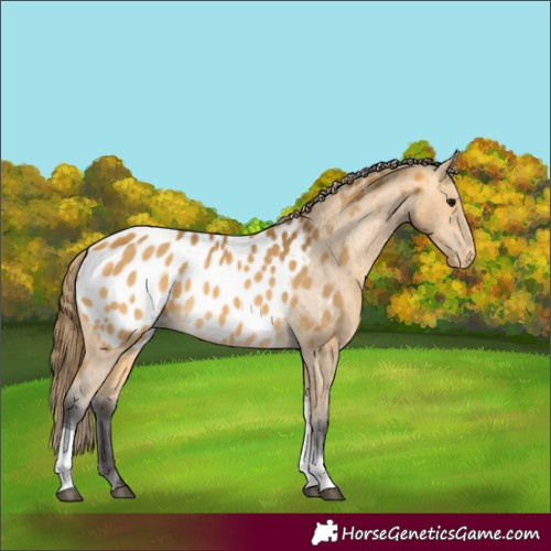 Horse Color:Buckskin Tobiano Near Leopard