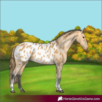 Horse Color:Buckskin Tobiano Near Leopard