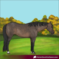 Horse Color:Brown Dun 