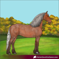 Horse Color:Silver Bay Roan