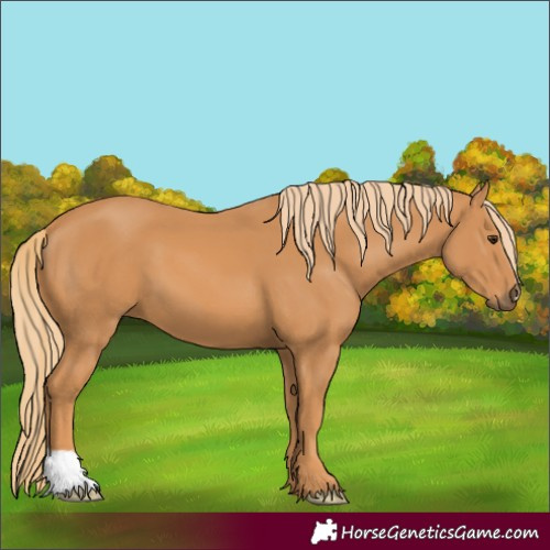 Horse Color:Unknown 