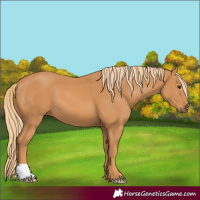 Horse Color:Unknown 
