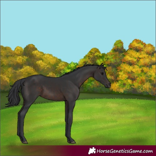 Horse Color:Unknown 