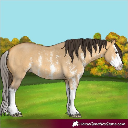 Horse Color:Buckskin Dun Sabino Splash