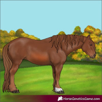Horse Color:Chestnut 