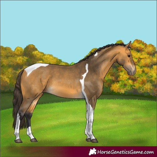 Horse Color:Buckskin Tobiano 