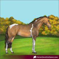 Horse Color:Buckskin Tobiano