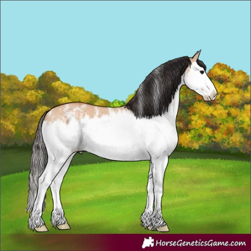 Horse Color:Bay Dun Sabino Splash 