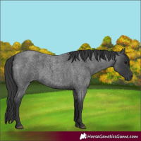 Horse Color:Blue Roan 
