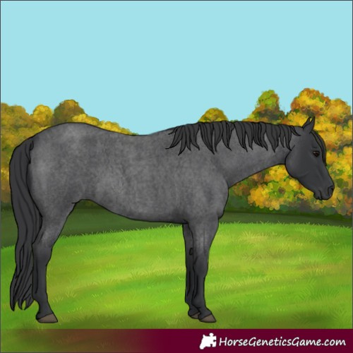 Horse Color:Blue Roan 