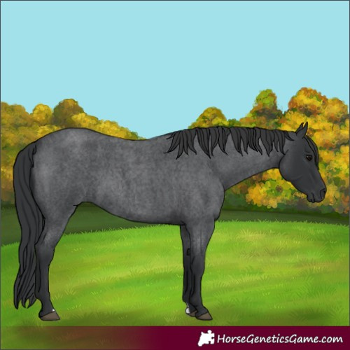 Horse Color:Blue Roan 