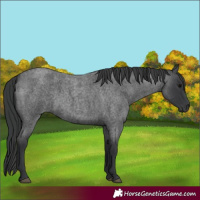Horse Color:Blue Roan 