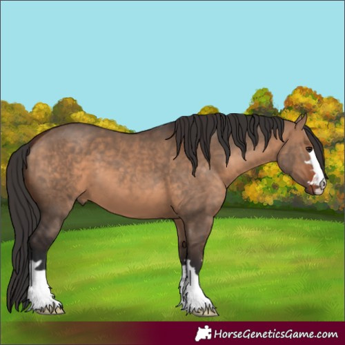 Horse Color:Bay Dun