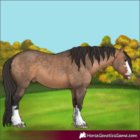 Horse Color:Bay Dun